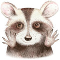 Bügelbild Waschbär 4 - BB156